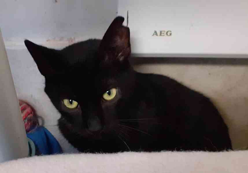 Hodný černý 3letý kocourek Tom hledá domov - foto 3