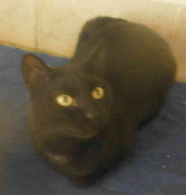 Hodný černý 3letý kocourek Tom hledá domov - foto 6