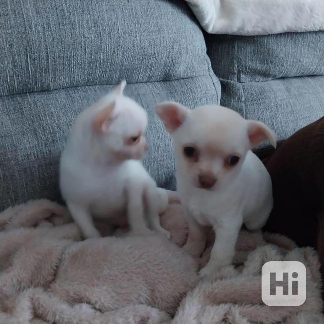 Stěně mini čivava  psík - foto 1