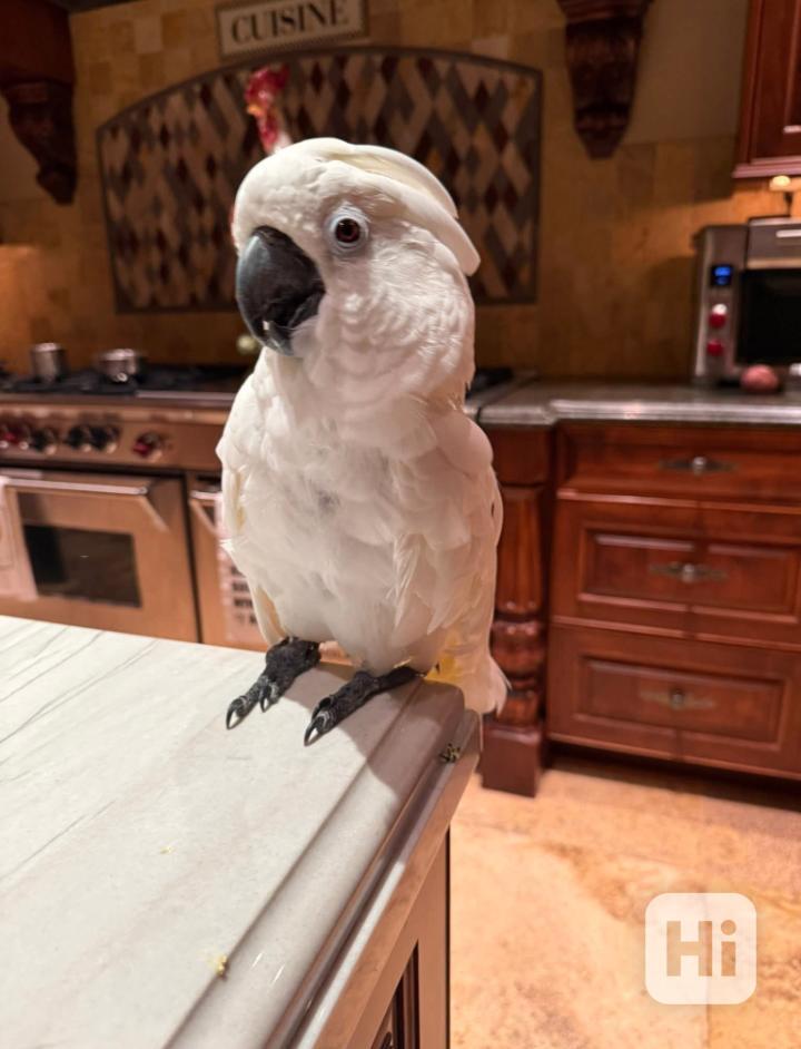 Krásní papoušci kakadu - foto 1