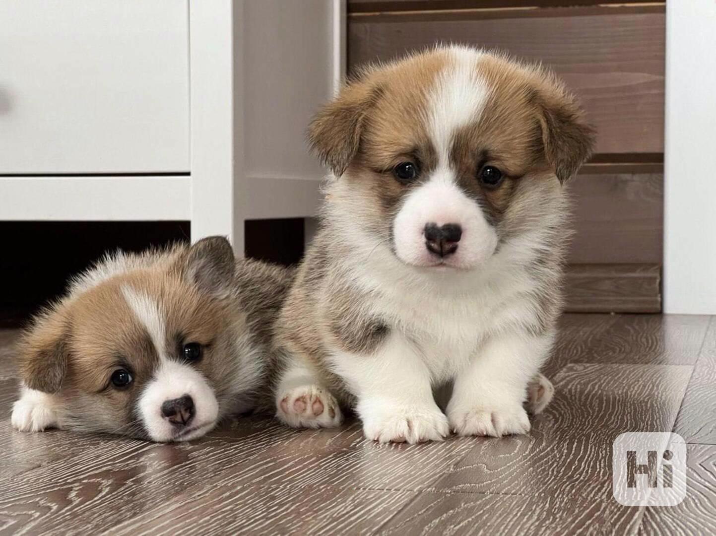 Dárek štěně welsh corgi k adopci zdarma   - foto 1