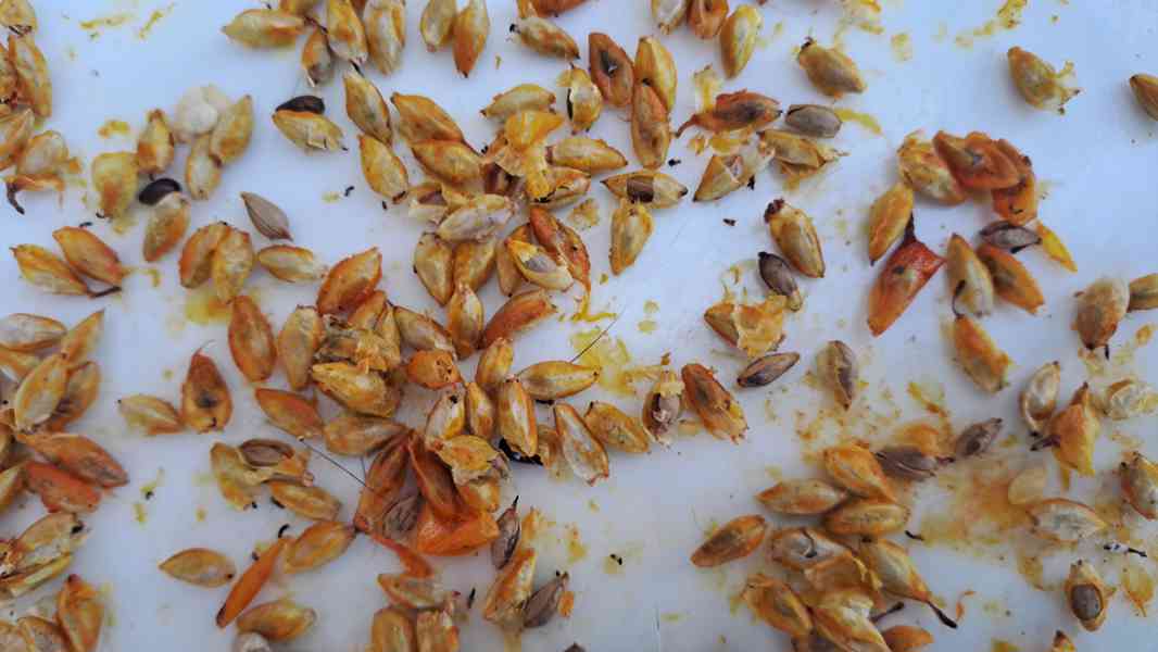 Rakytník rašetlákový 96% tinktura  - foto 3