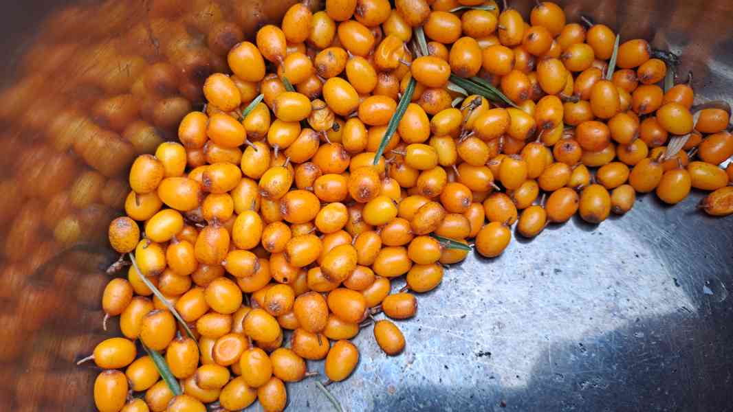 Rakytník rašetlákový 96% tinktura  - foto 4