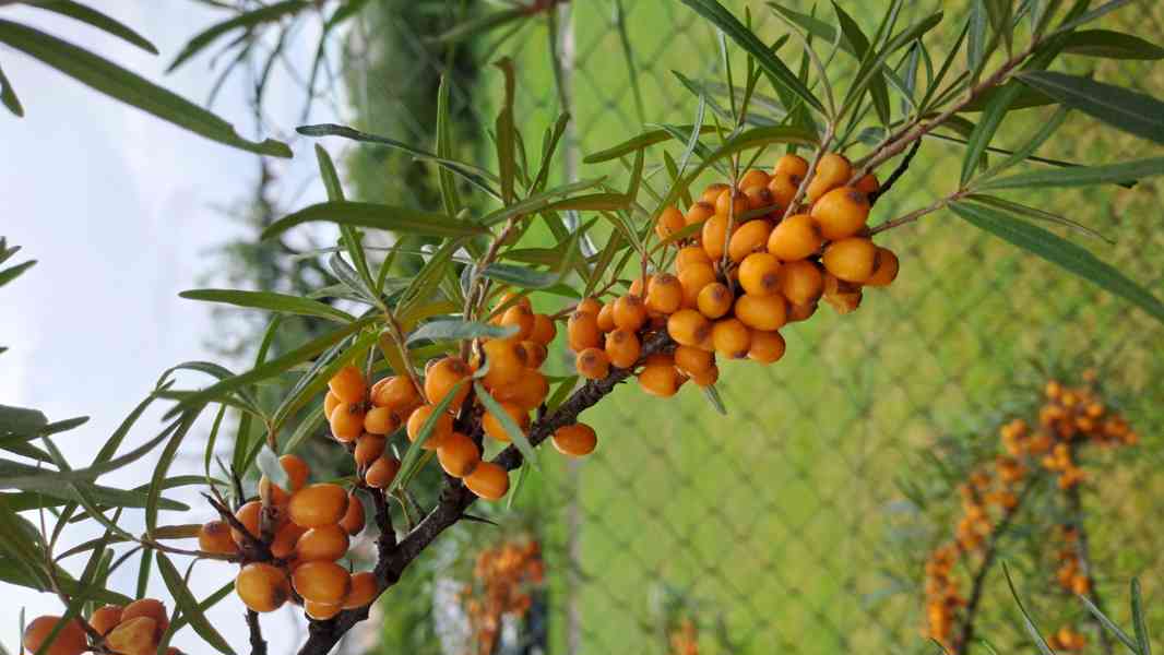 Rakytník rašetlákový 96% tinktura  - foto 2