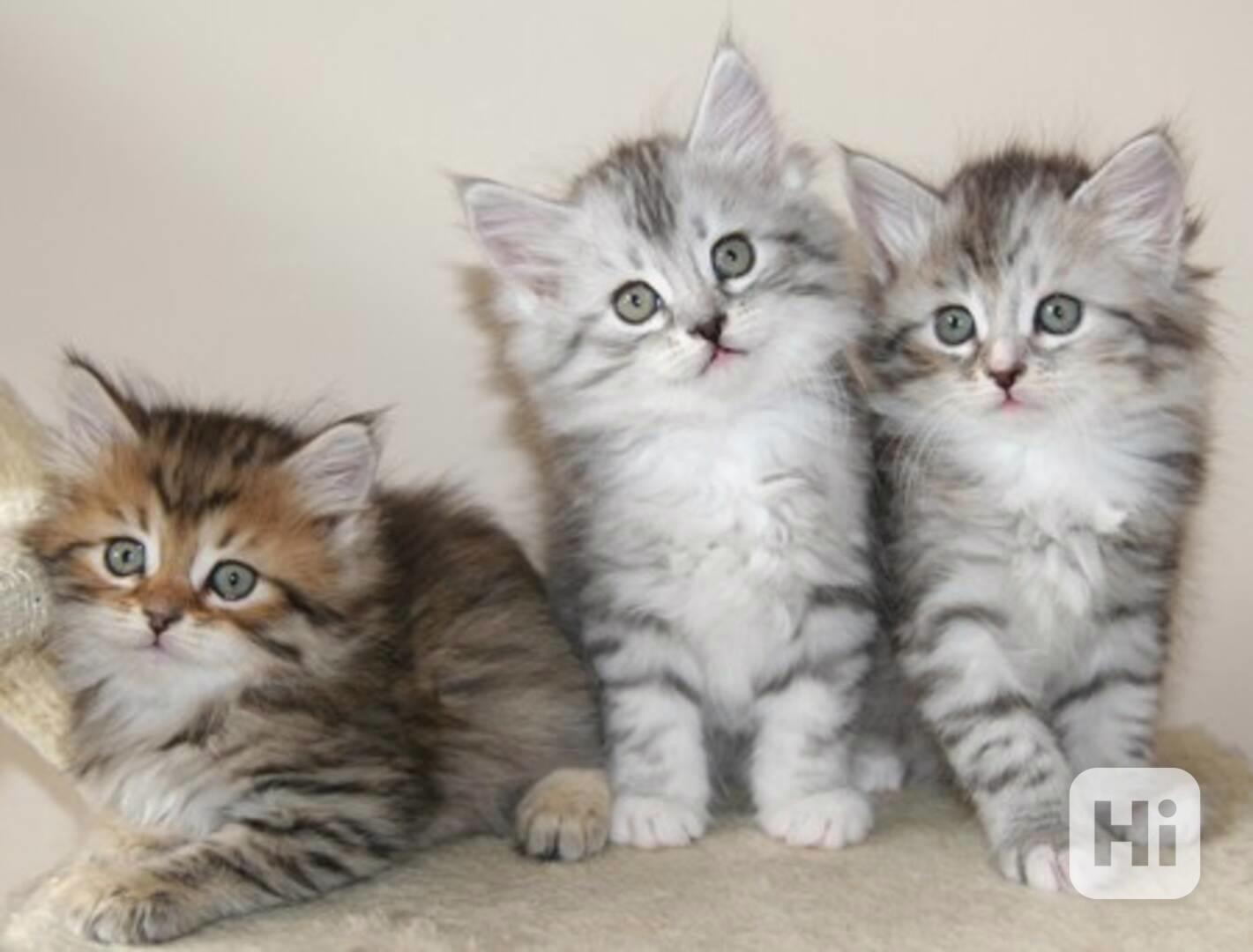 Krásná mainská mývalí koťátka k adopci - foto 1