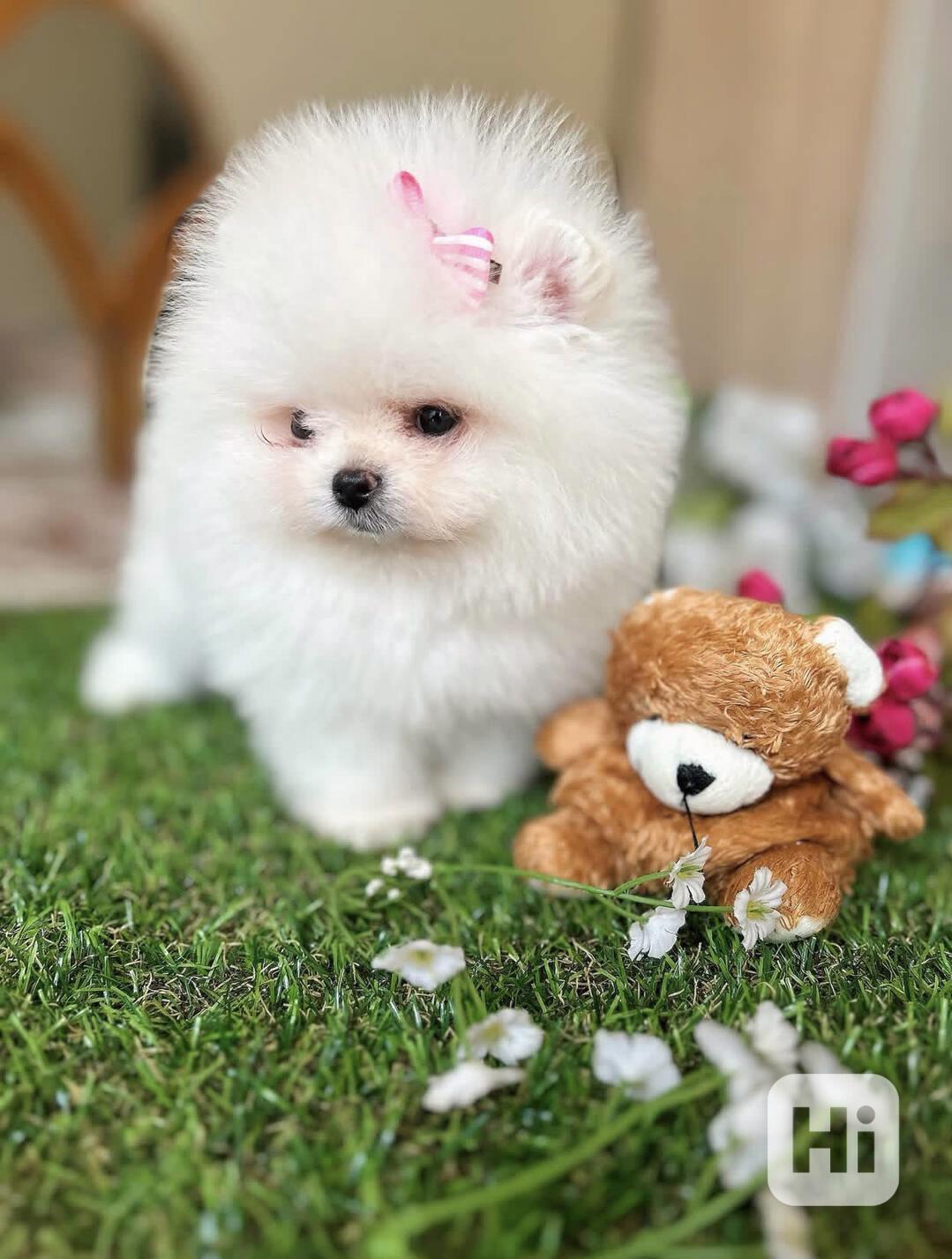 Dvě štěňata pomeraniana připravená k odběru. - foto 1