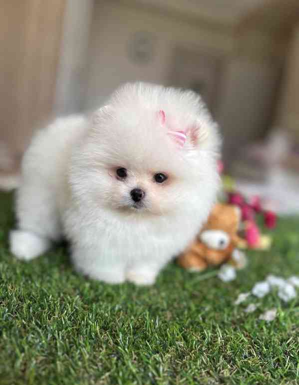 Dvě štěňata pomeraniana připravená k odběru. - foto 2