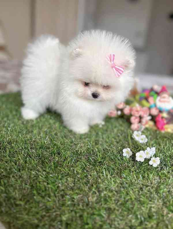 Dvě štěňata pomeraniana připravená k odběru. - foto 3