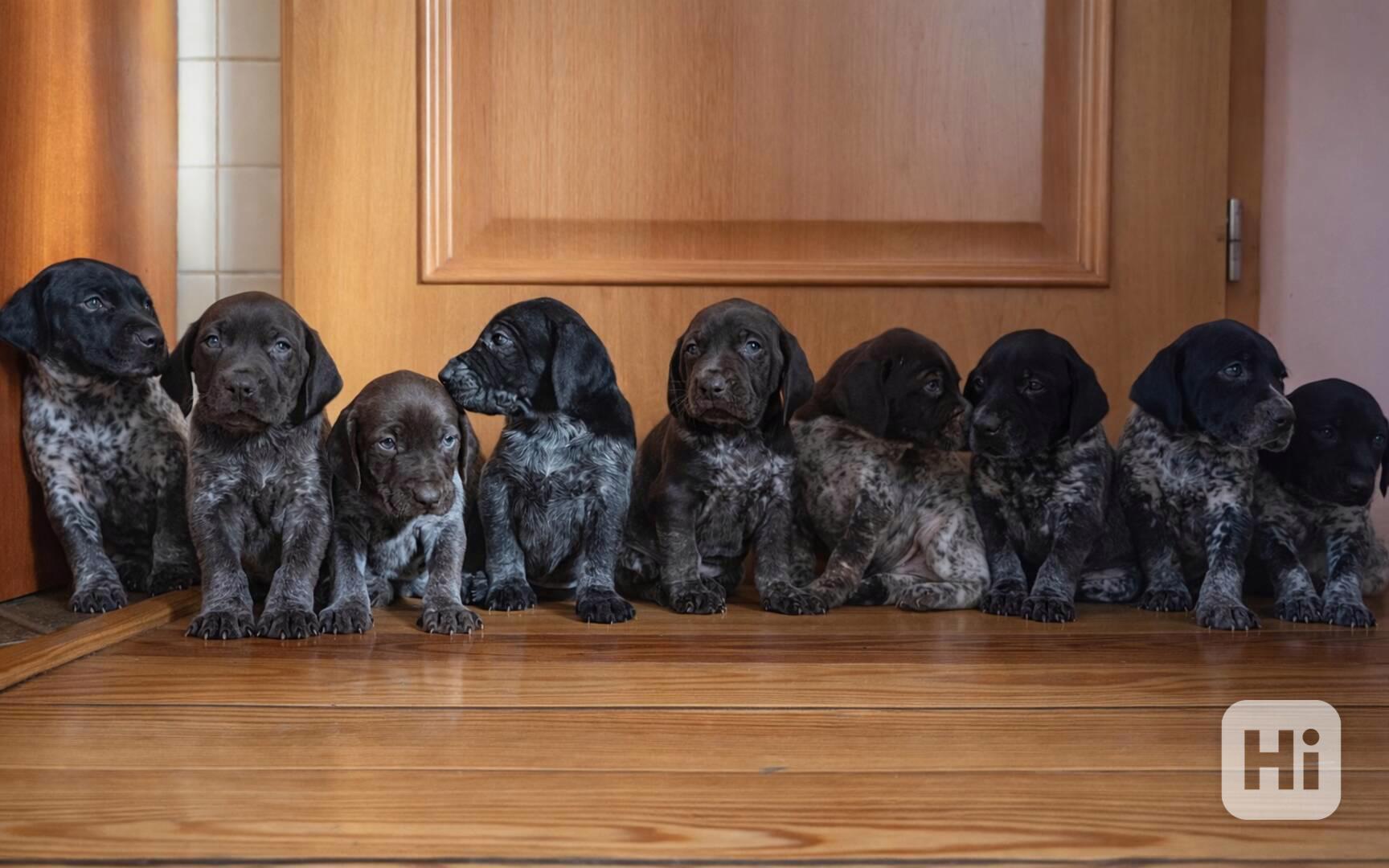 Německý ohař krátkosrstý- štěňata  - foto 1
