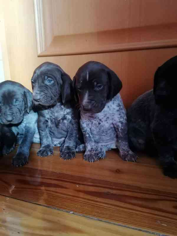 Německý ohař krátkosrstý- štěňata  - foto 7
