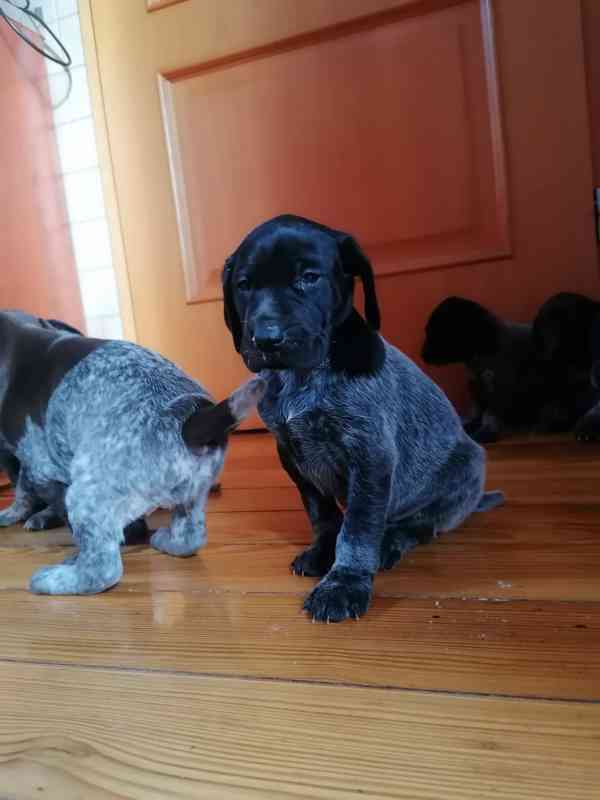 Německý ohař krátkosrstý- štěňata  - foto 8