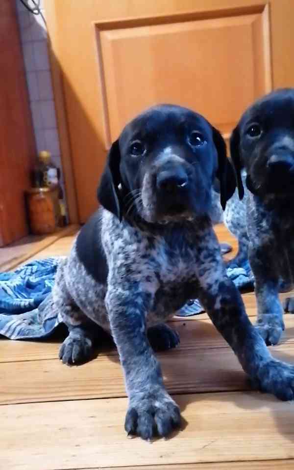 Německý ohař krátkosrstý- štěňata  - foto 4