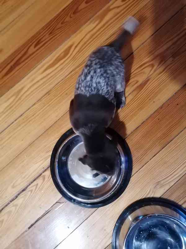 Německý ohař krátkosrstý- štěňata  - foto 6