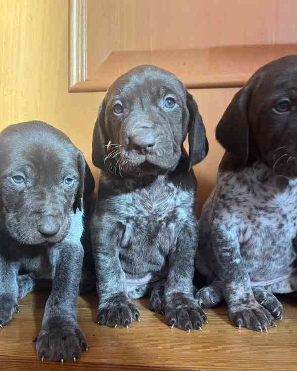Německý ohař krátkosrstý- štěňata  - foto 3