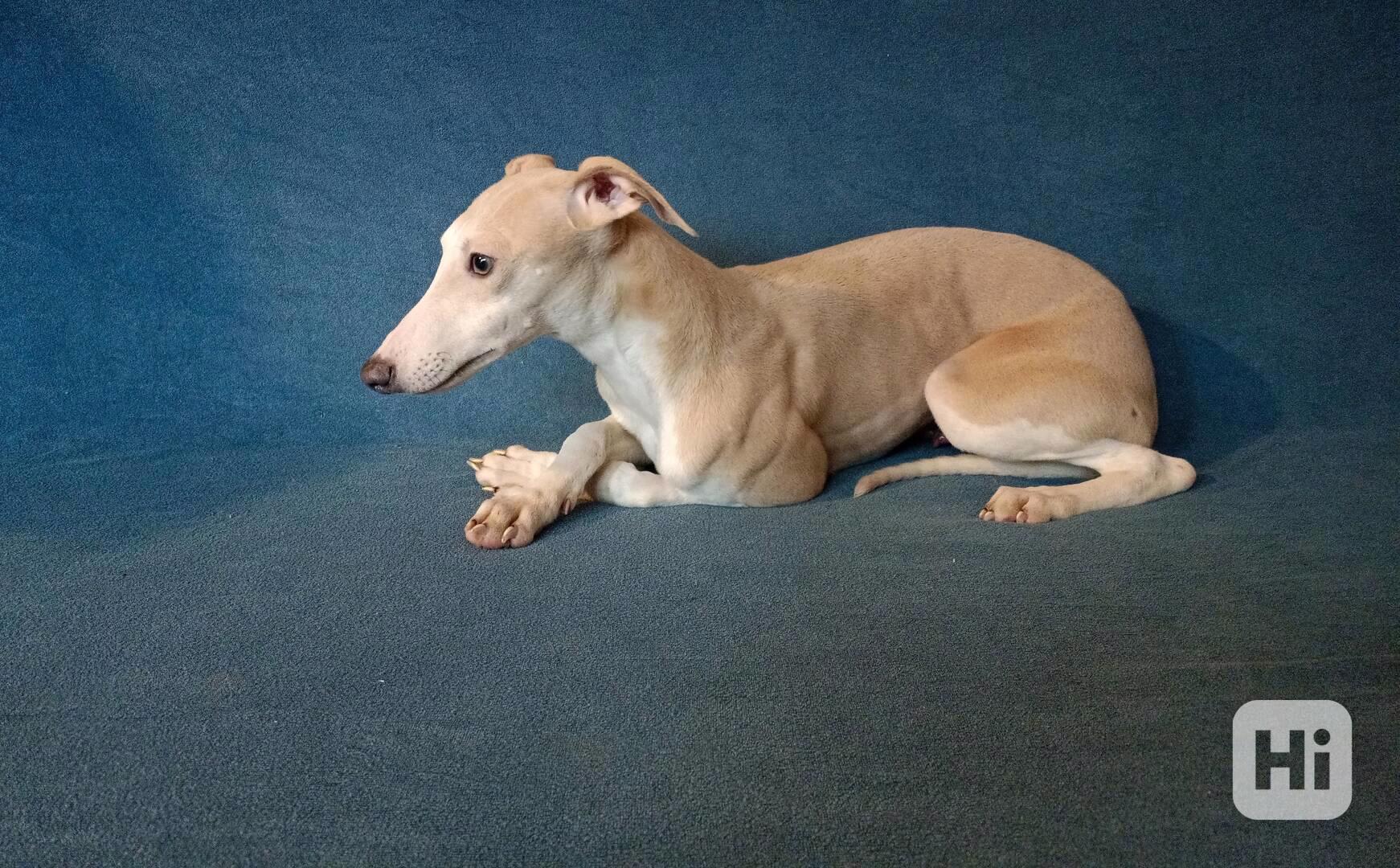 Whippet /Vipet/ - prodám pejska bez pp - foto 1