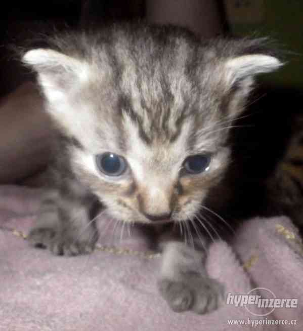 Koťátka- již adoptována :) - foto 1