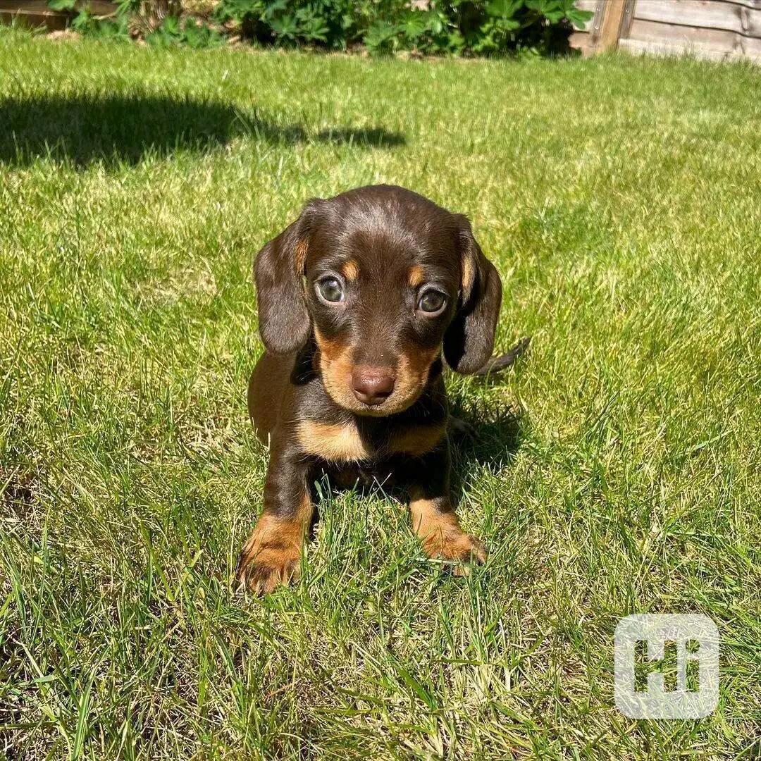 Štěňata jezevčíka samec a samice k adopci - foto 1