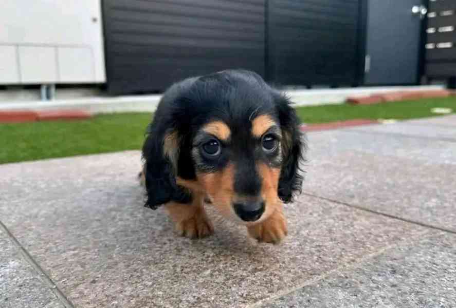 Štěňata jezevčíka samec a samice k adopci - foto 3