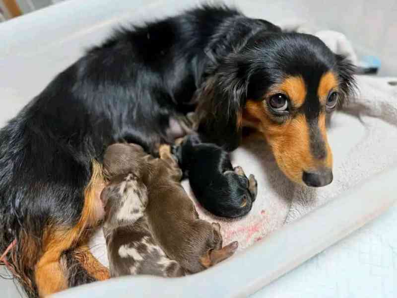 Štěňata jezevčíka samec a samice k adopci - foto 2