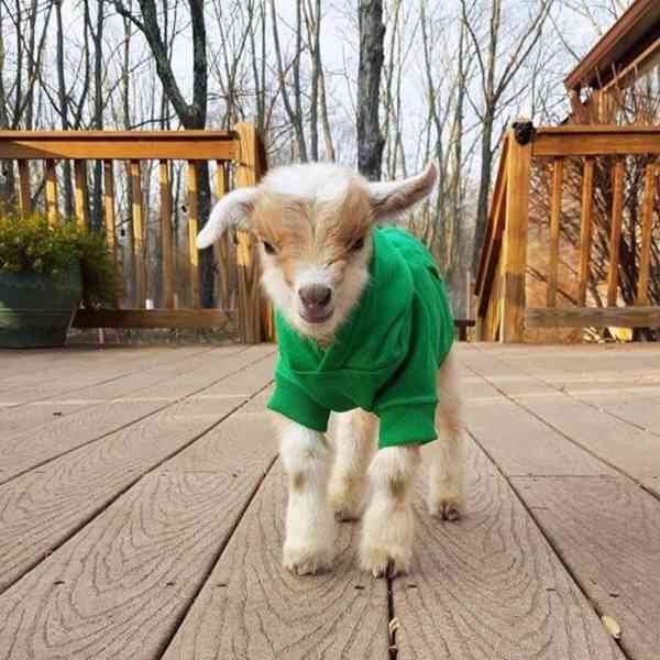 Roztomilé a krásné kozy na prodej! 