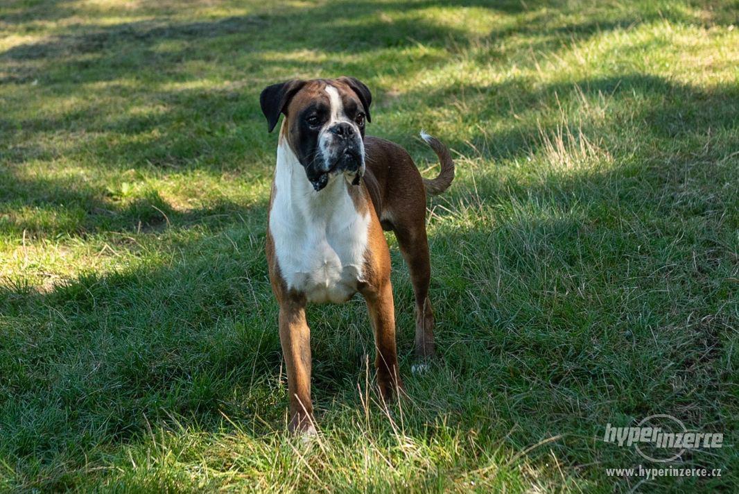 Německý boxer - foto 1