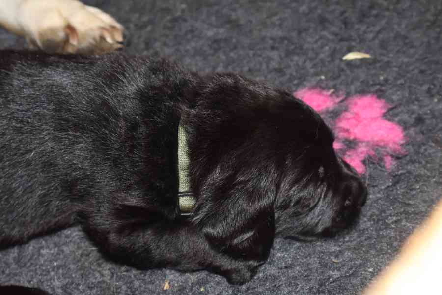 Labradorský retrívr- černá štěňátka s PP - foto 5