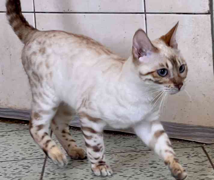 Bengálská kočka s PP - foto 5