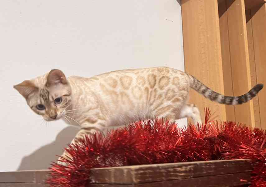 Bengálská kočka s PP