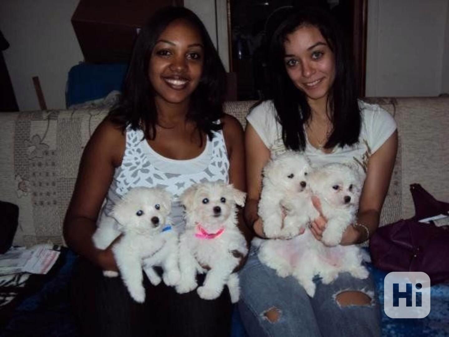 štěňátka maltézáka  - foto 1