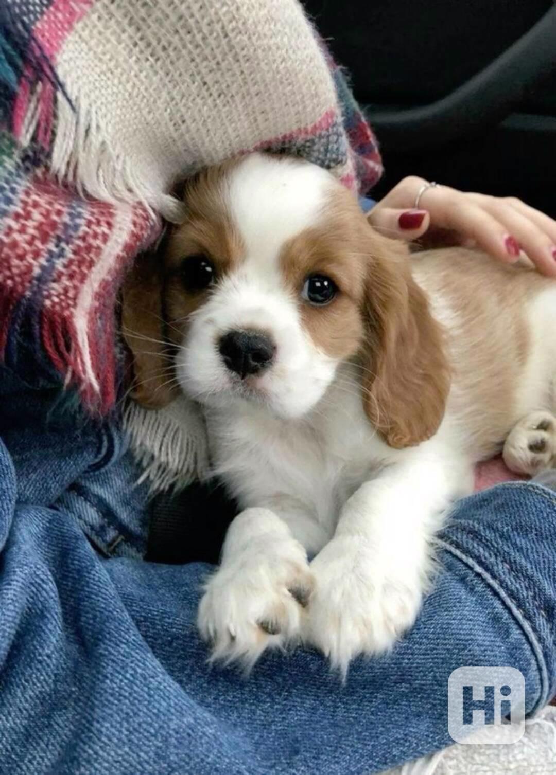 Volná štěňata kavalír King Charles španěl k adopci - foto 1