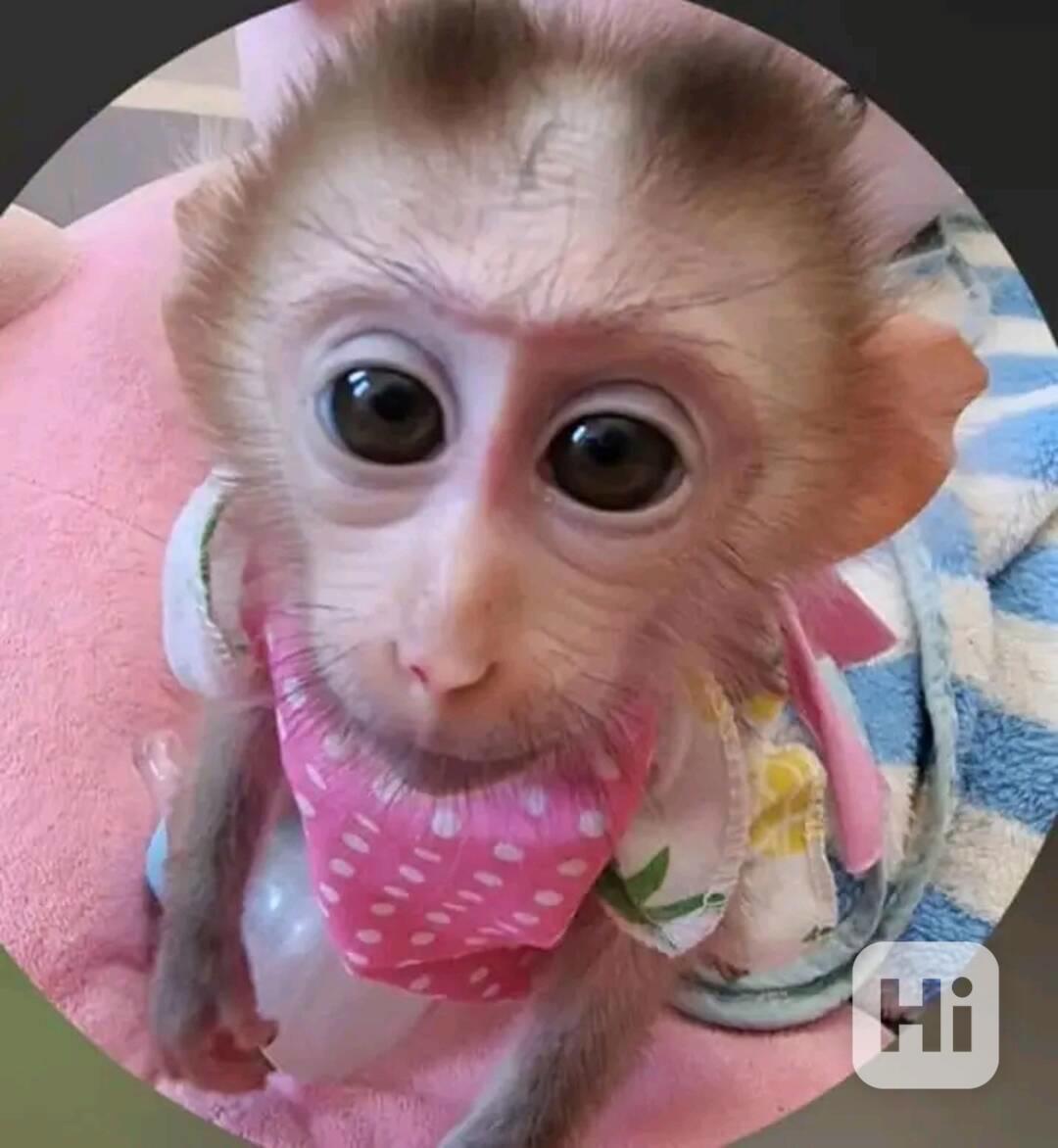  Úžasné kapucínské opice hledají dobrý domov. - foto 1