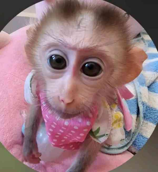  Úžasné kapucínské opice hledají dobrý domov.