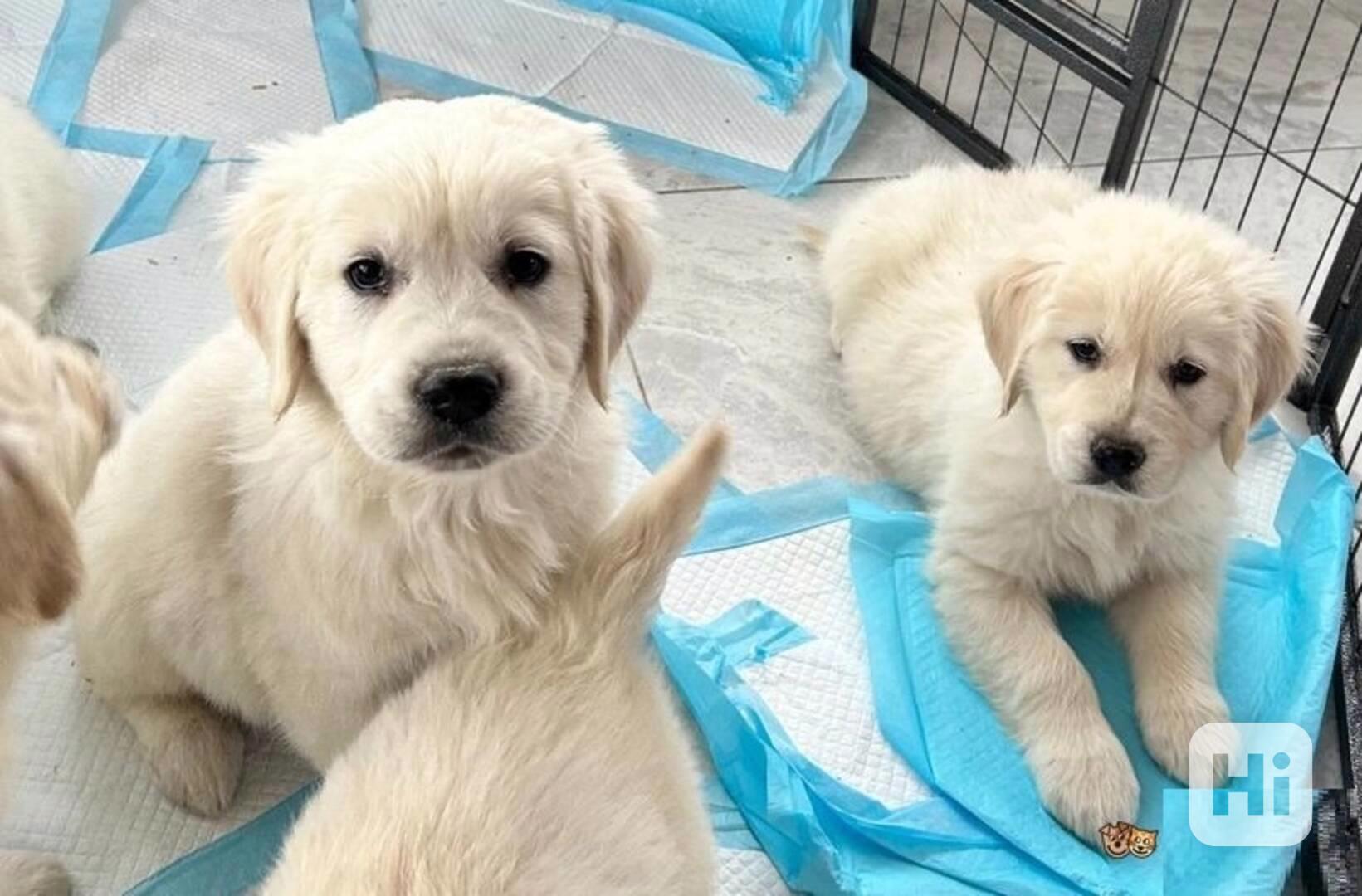 Nádherná štěňata zlatého retrívra do dobrého domova - foto 1