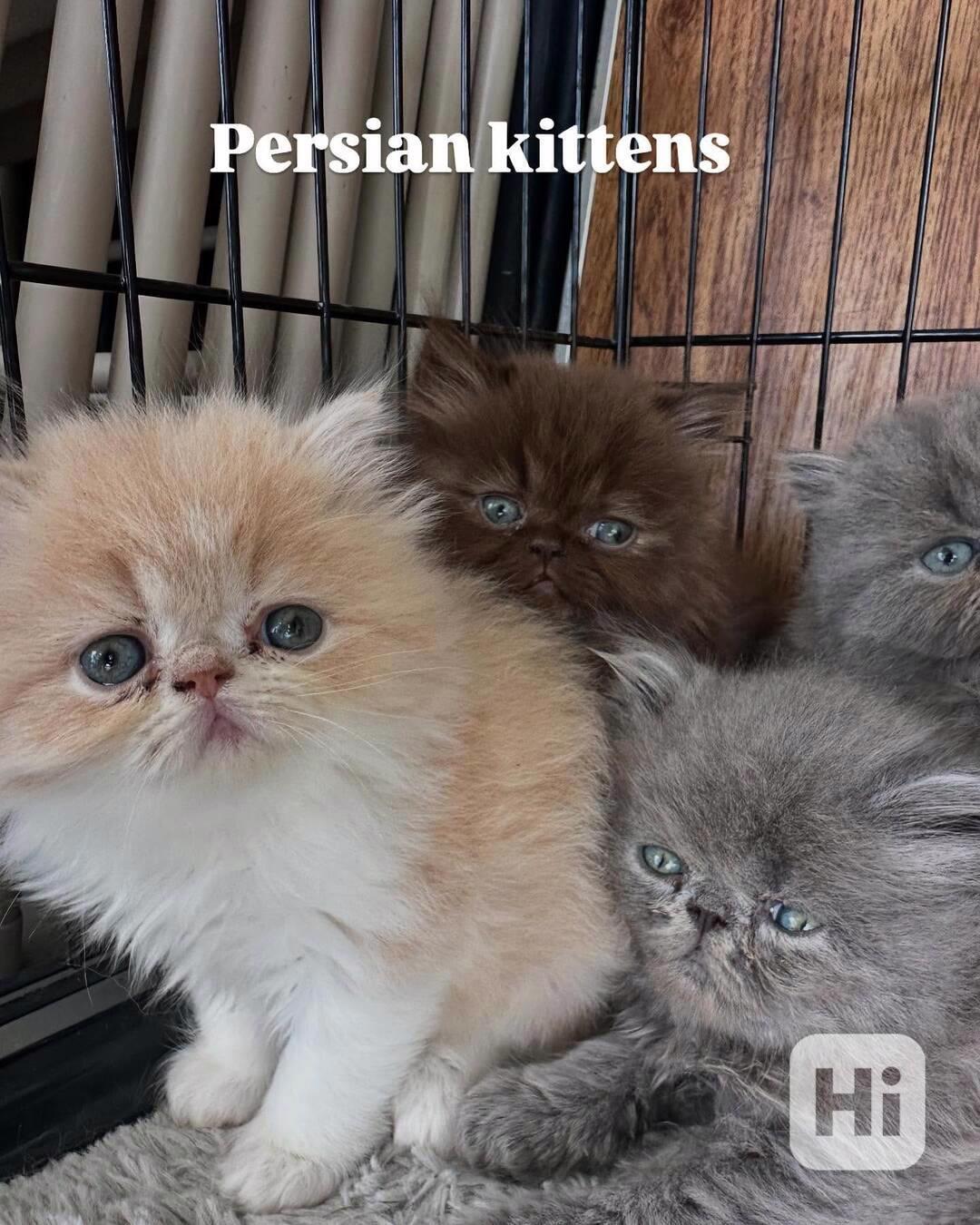 ✨ Krásné perské kotě na prodej - foto 1