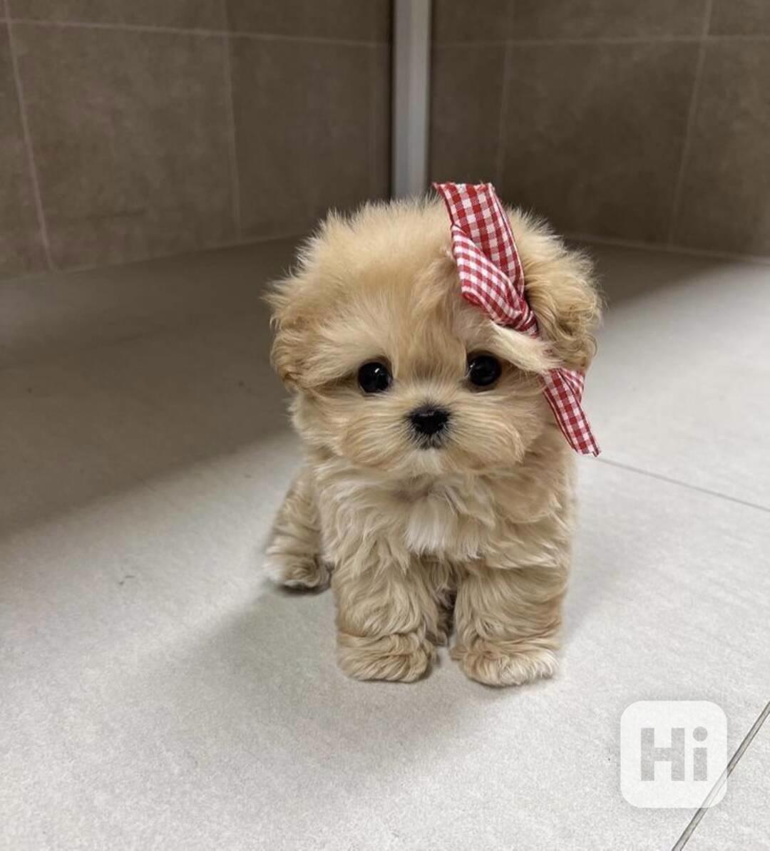  Dárek zdarma krásná štěňátka pudl k adopci zdarma - foto 1