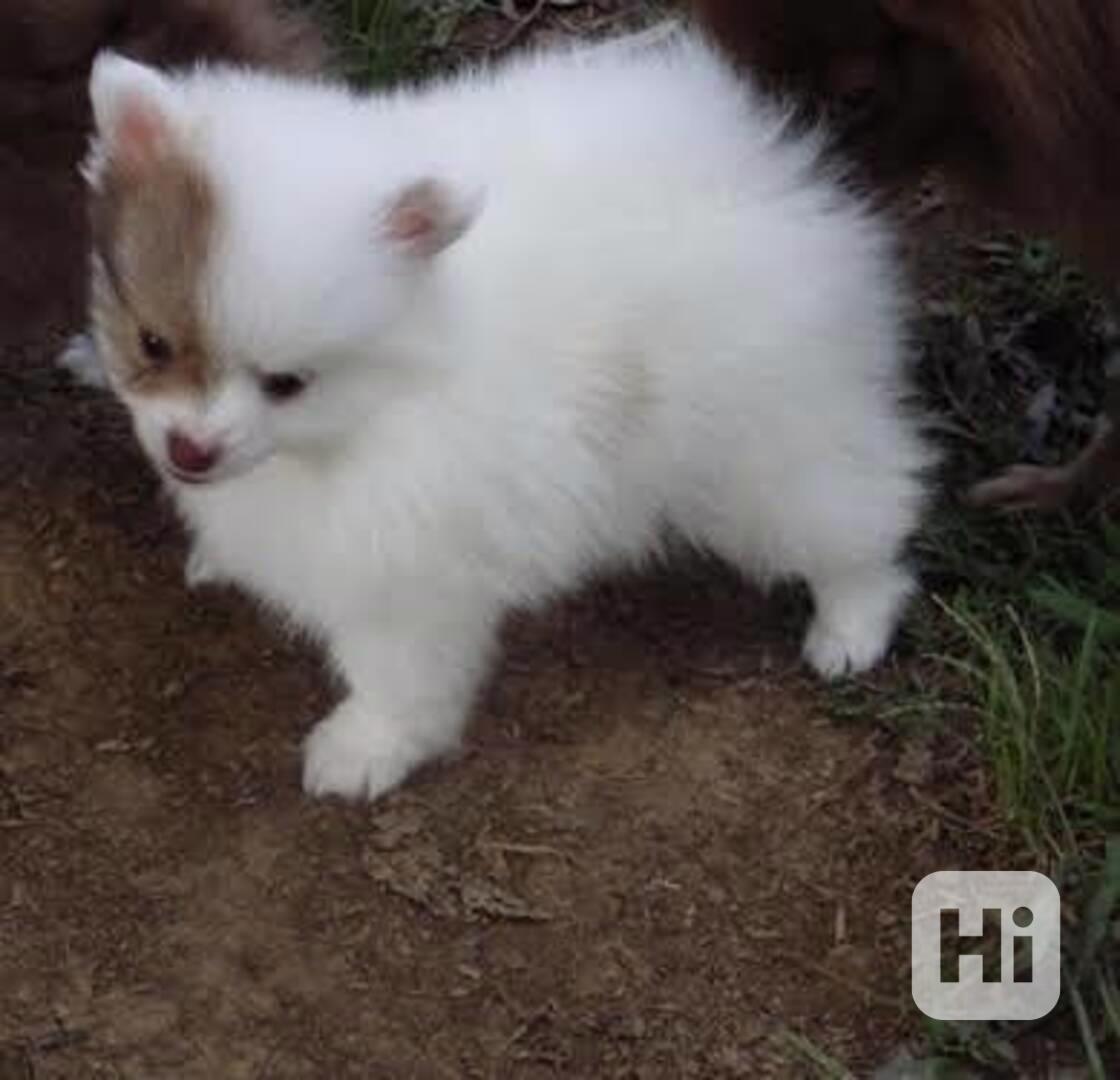 S potěšením uvolňujeme naše štěňata pomeraniana, samce a sam - foto 1