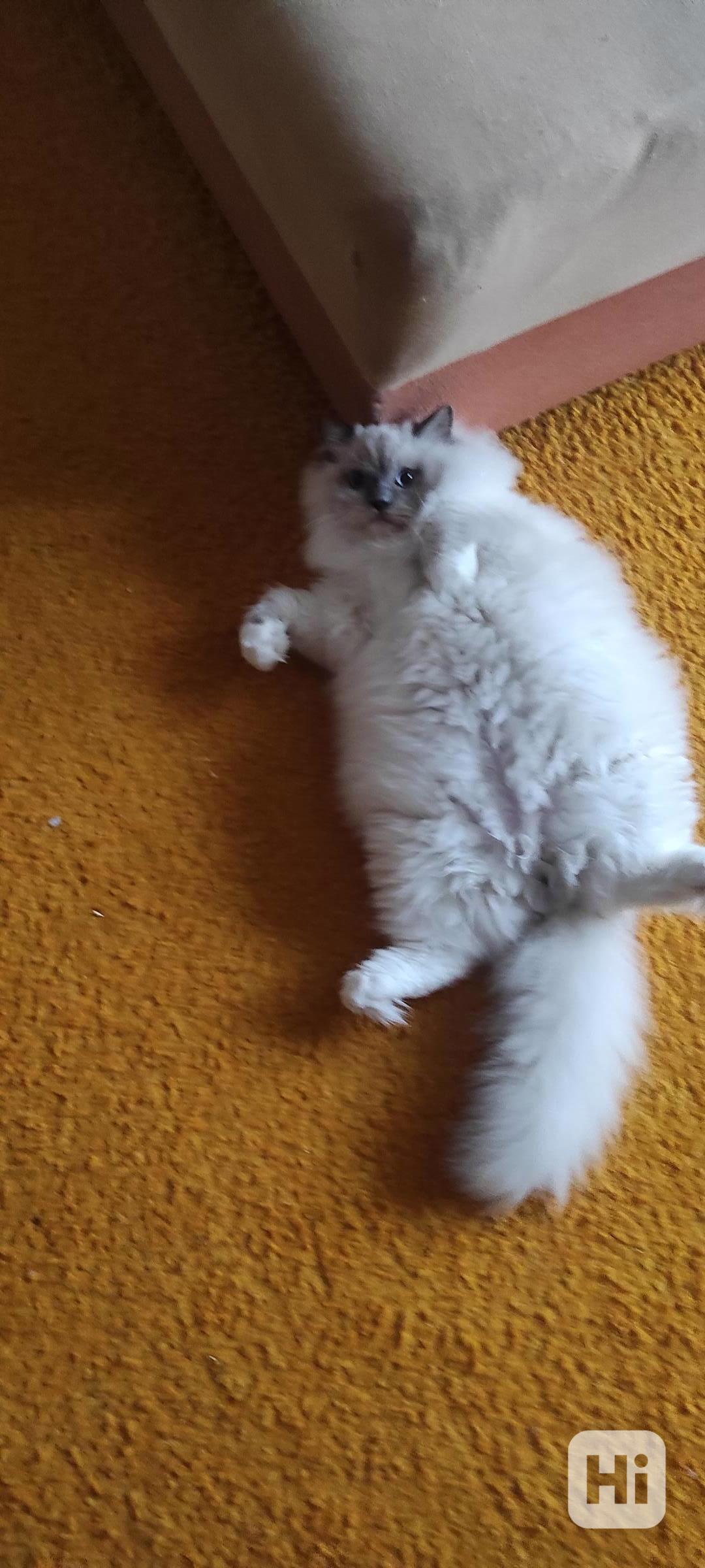 Prodám kocourka Ragdoll - foto 1