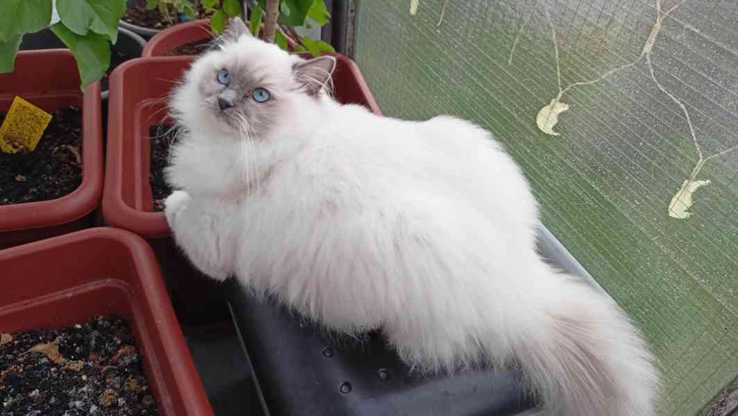 Prodám kocourka Ragdoll - foto 5