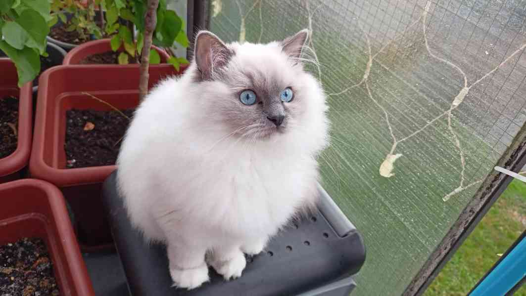 Prodám kocourka Ragdoll - foto 4