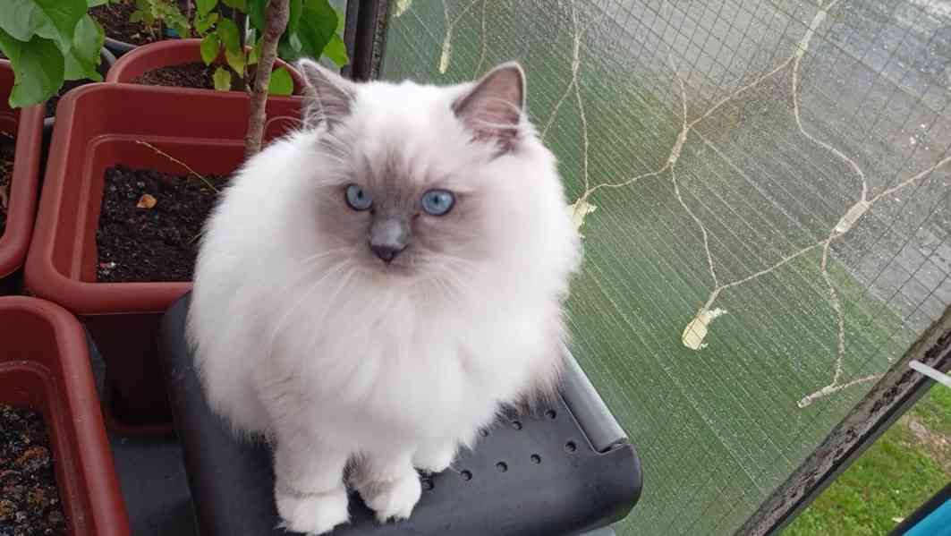 Prodám kocourka Ragdoll - foto 2