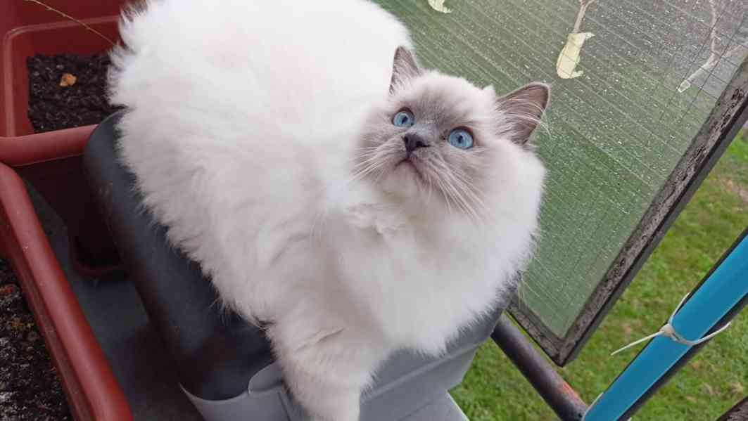 Prodám kocourka Ragdoll - foto 3