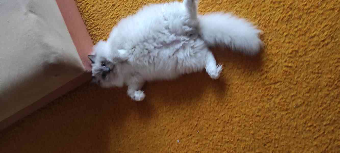 Prodám kocourka Ragdoll - foto 1