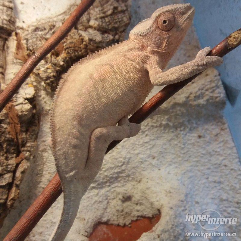 Chameleon pardálí-Nosy Faly - foto 1