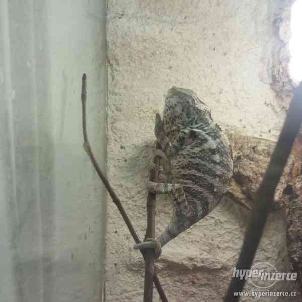 Chameleon pardálí-Nosy Faly - foto 2
