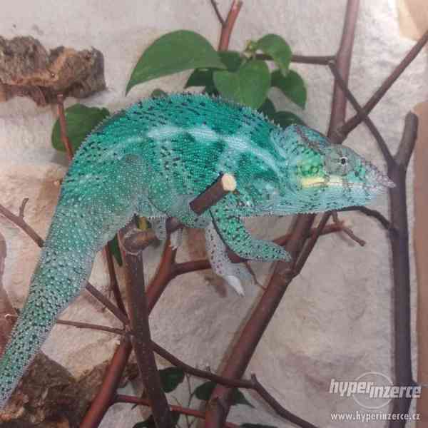 Chameleon pardálí-Nosy Faly - foto 4