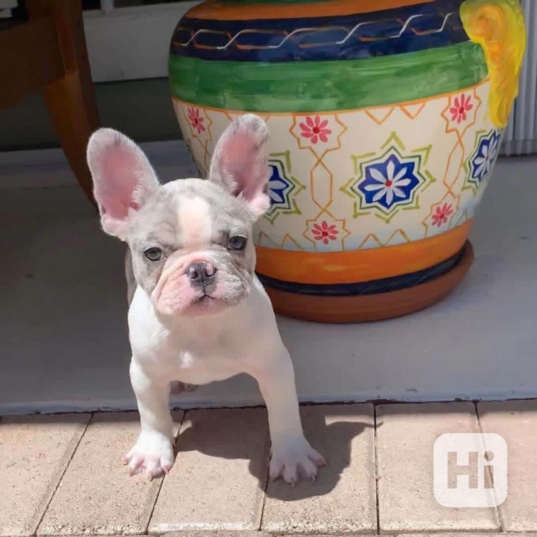 ŠTĚŇATA FRANCOUZSKÉHO BULDOGA - foto 1