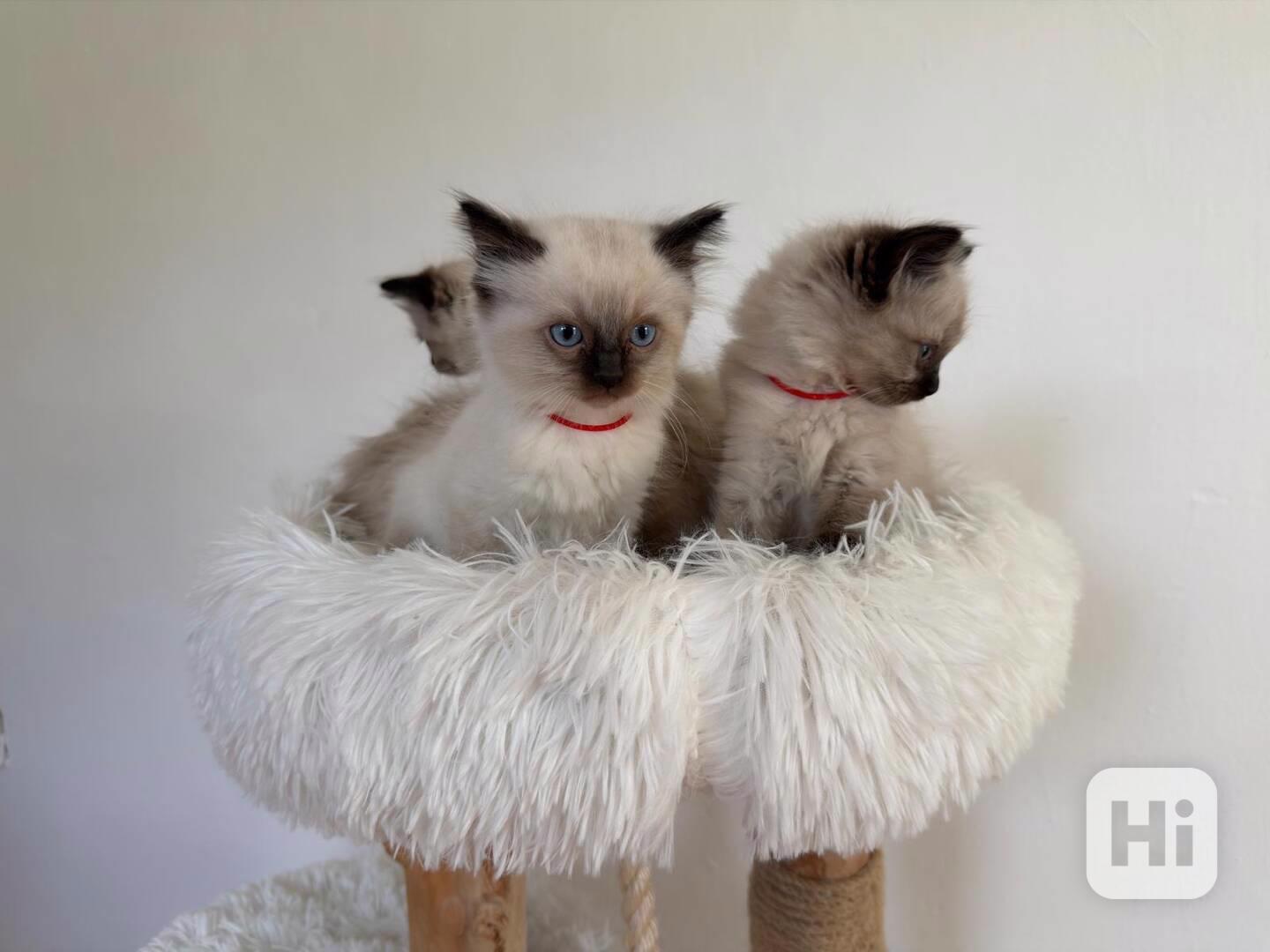 Koťátka Ragdoll - foto 1