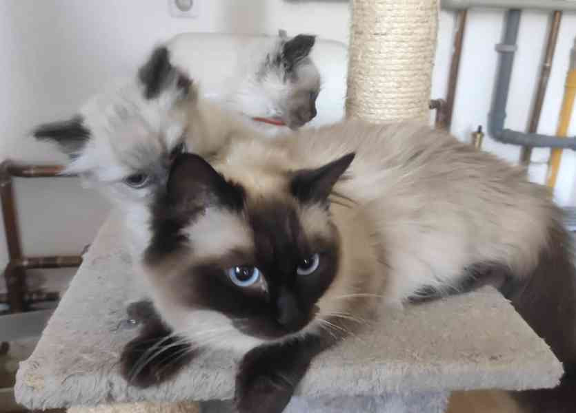 Koťátka Ragdoll - foto 7