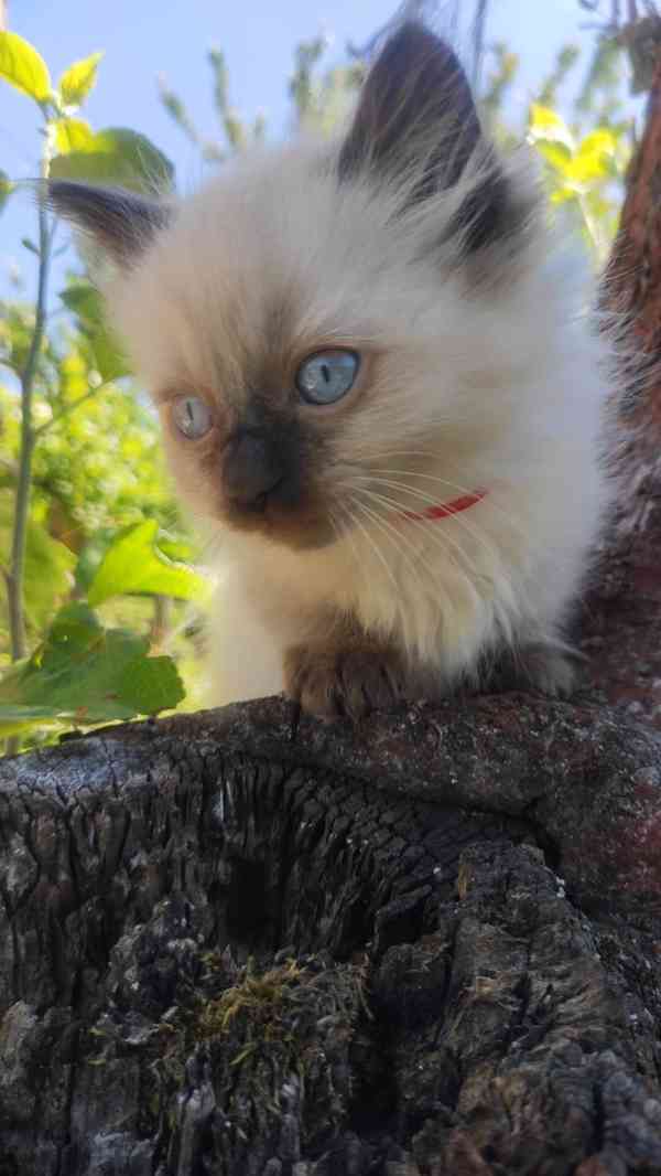 Koťátka Ragdoll - foto 5