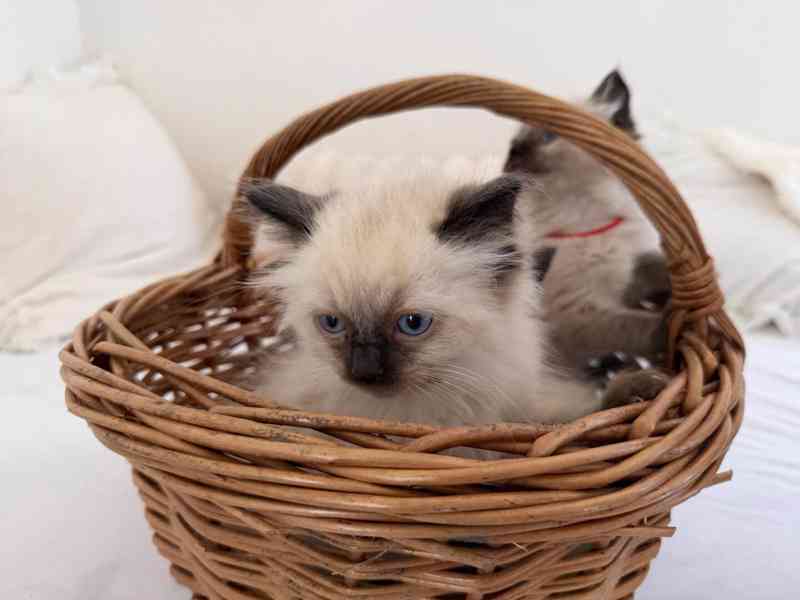 Koťátka Ragdoll - foto 4